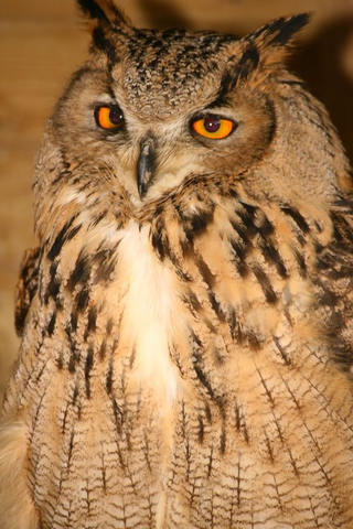 Illustration for article titled Ever notice how owls always look...